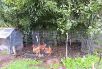 Keeping Chickens Nz Chicken Fencing Or Get Out Of My Garden with regard to proportions 1600 X 1200