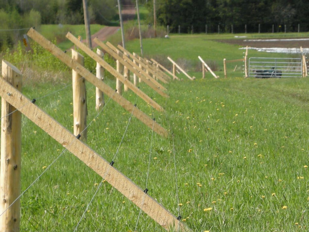 Keeping Deer Out Of The Garden Works Like A Charm Garden I intended for measurements 1024 X 768