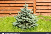 Little Blue Spruce On A Background Of Wooden Fence Stock Photo in sizing 1300 X 956