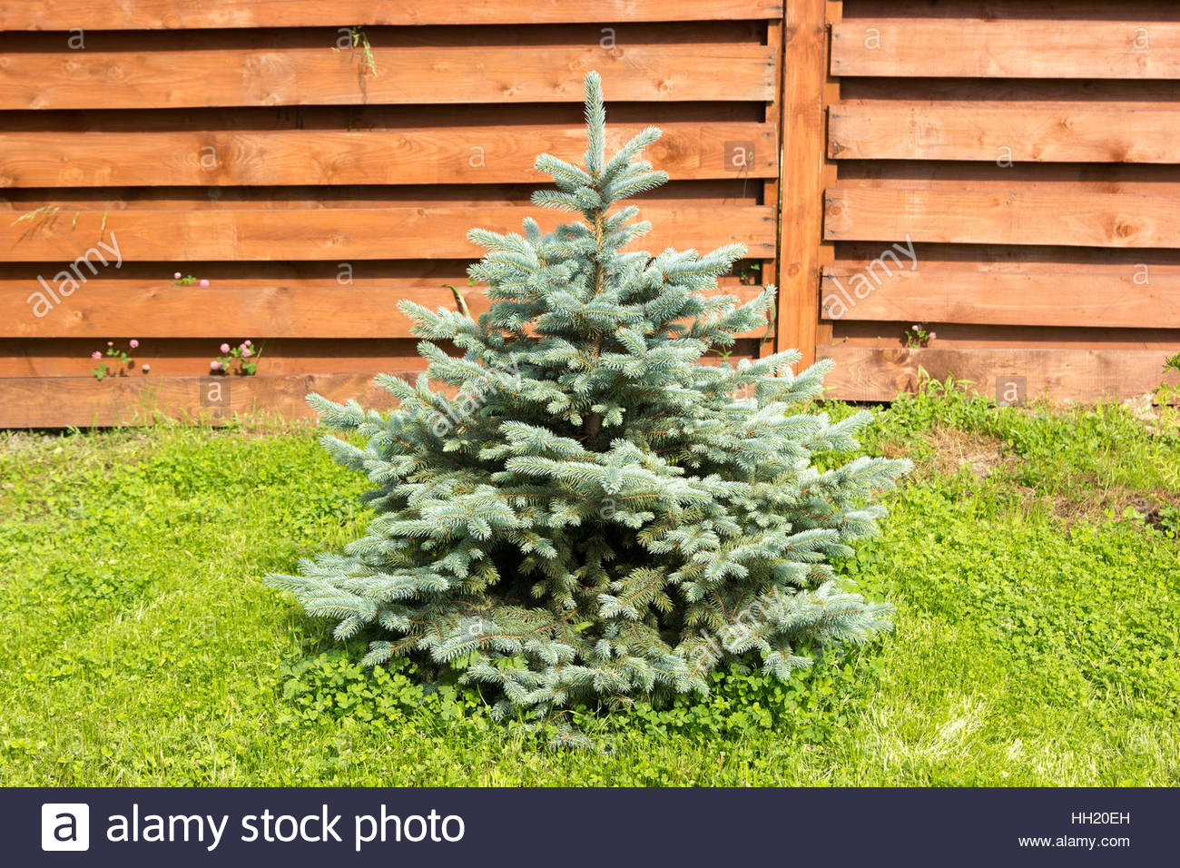 Little Blue Spruce On A Background Of Wooden Fence Stock Photo in sizing 1300 X 956