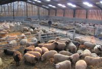 Livestock Housing And Handling Hartlington Fencing Supplies within sizing 3648 X 2736