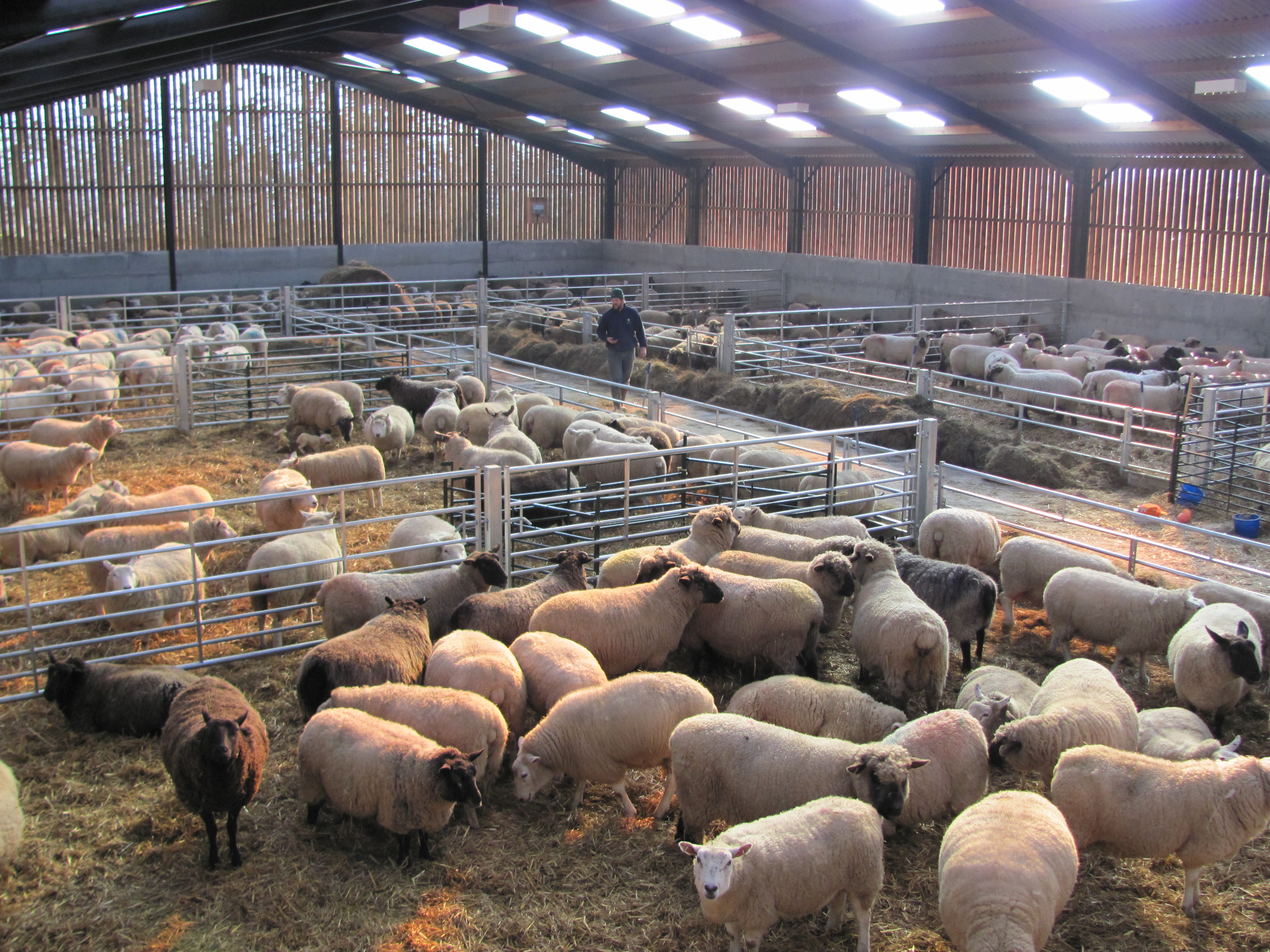 Livestock Housing And Handling Hartlington Fencing Supplies within sizing 3648 X 2736