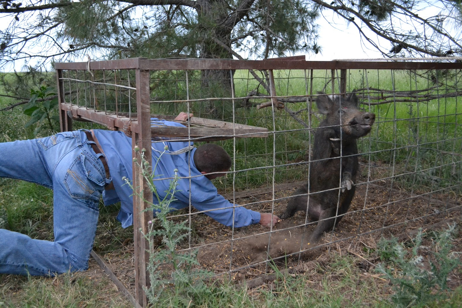 Living Lightly In Williamson County Hunting Hogs with regard to proportions 1600 X 1067