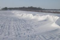 Living Snow Fences Mndot with regard to measurements 1428 X 1071