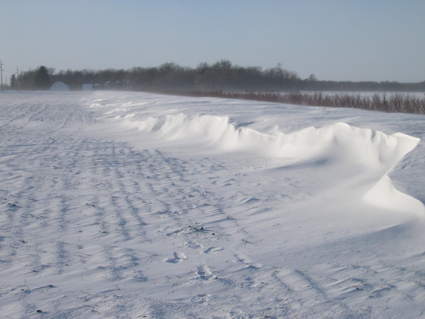 Living Snow Fences Mndot with regard to measurements 1428 X 1071