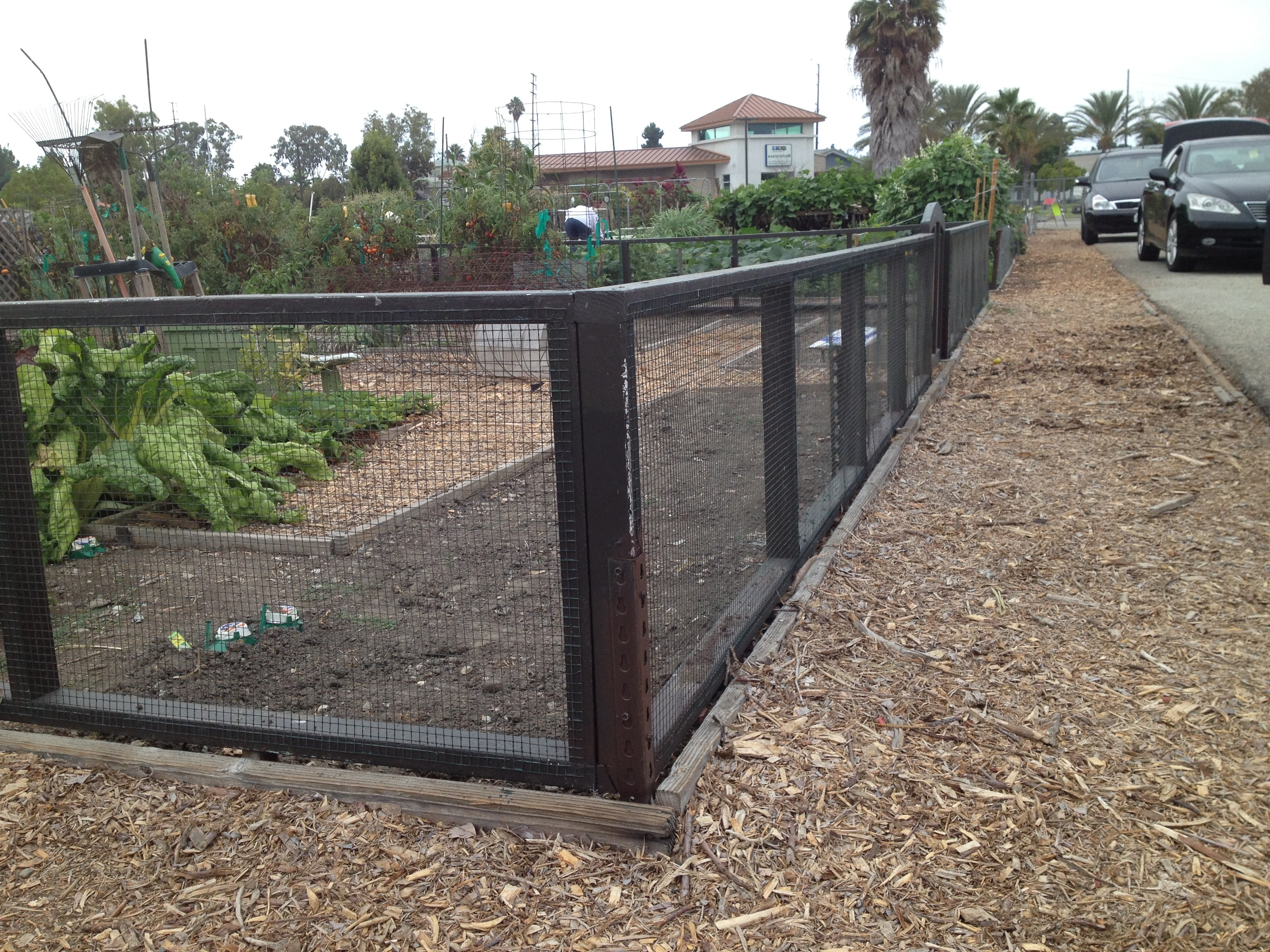 Long Beach Community Garden Association Inc Perimeter Fencing with proportions 3264 X 2448