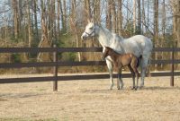 Mare And Foal Fencing inside size 2592 X 1944