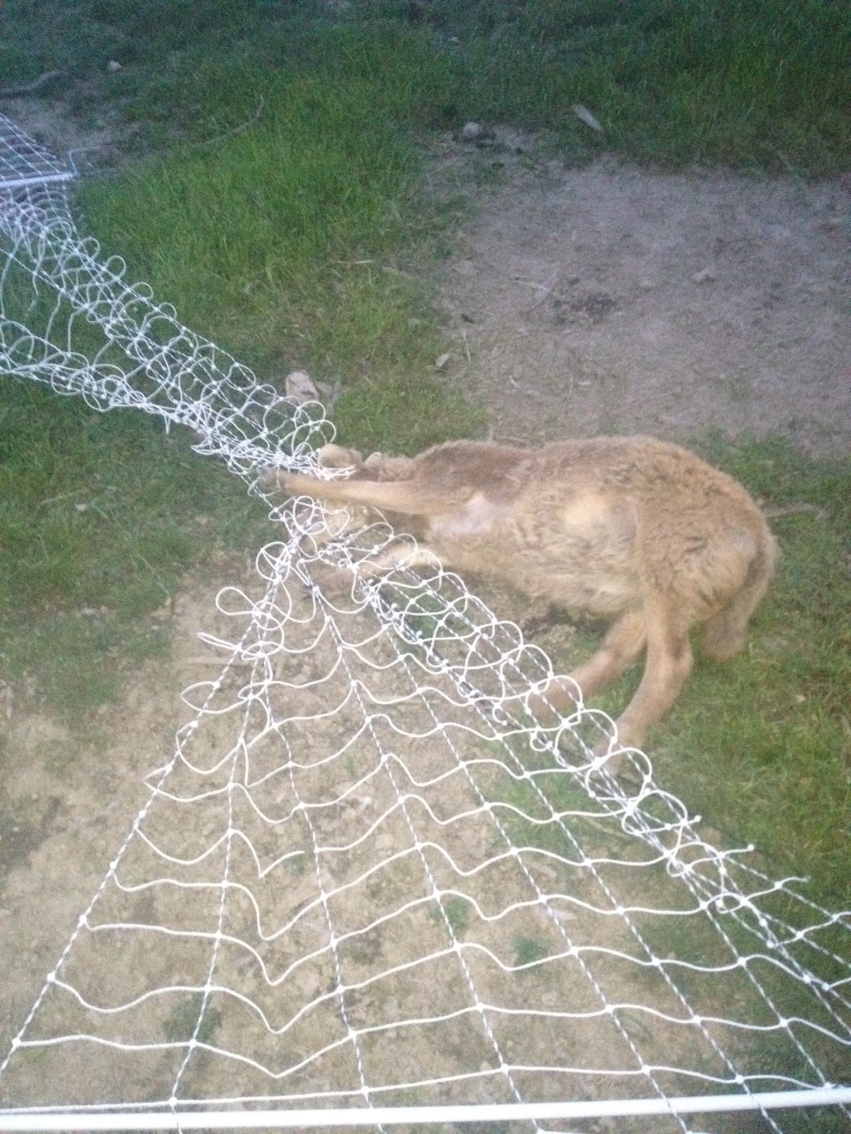 Meat The Fence Claims Another Lamb with regard to proportions 1200 X 1600