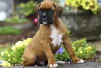 Meet The Miniature Boxer A Mix Breed Of Boxer And Boston Terrier intended for dimensions 1200 X 907