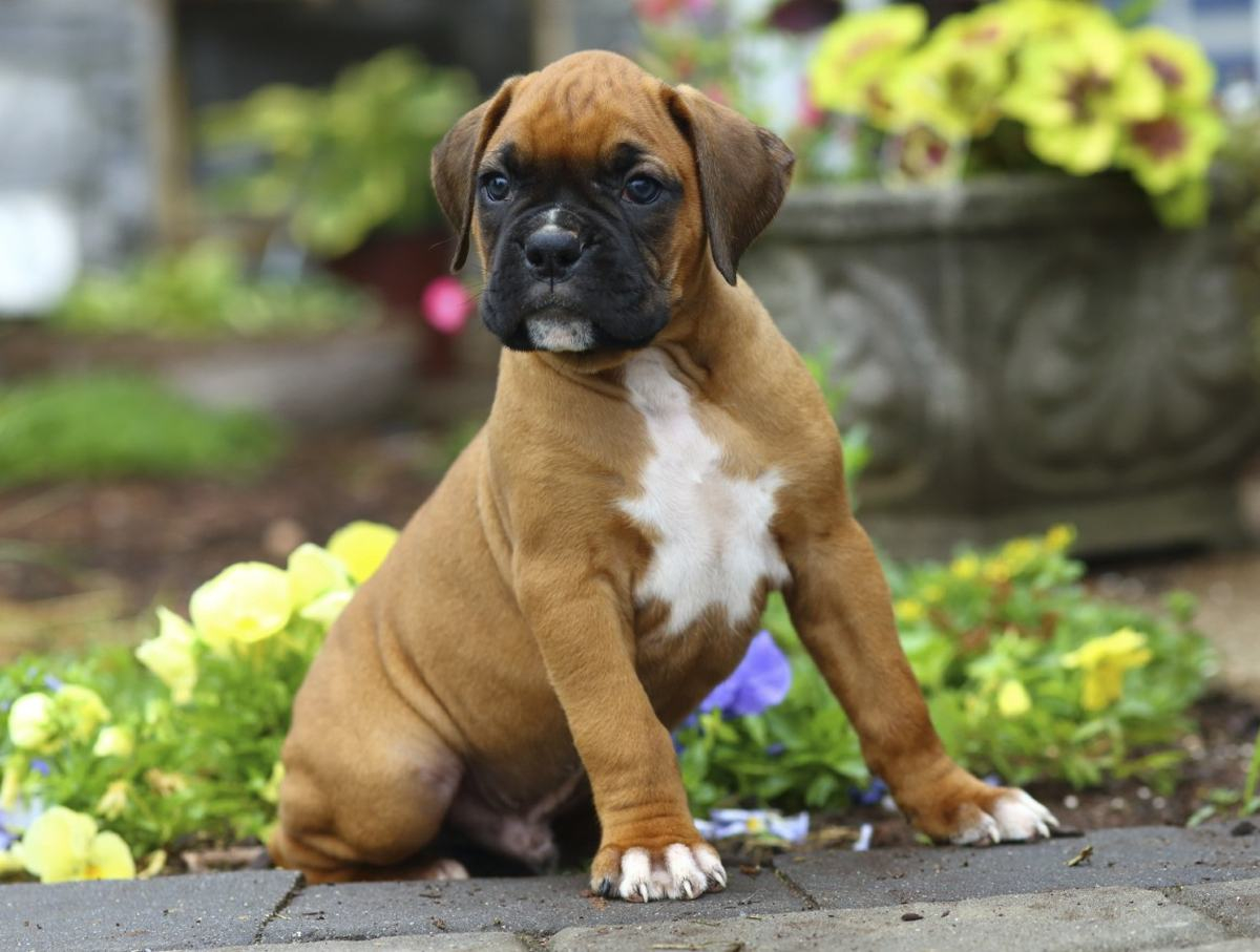 Meet The Miniature Boxer A Mix Breed Of Boxer And Boston Terrier intended for dimensions 1200 X 907