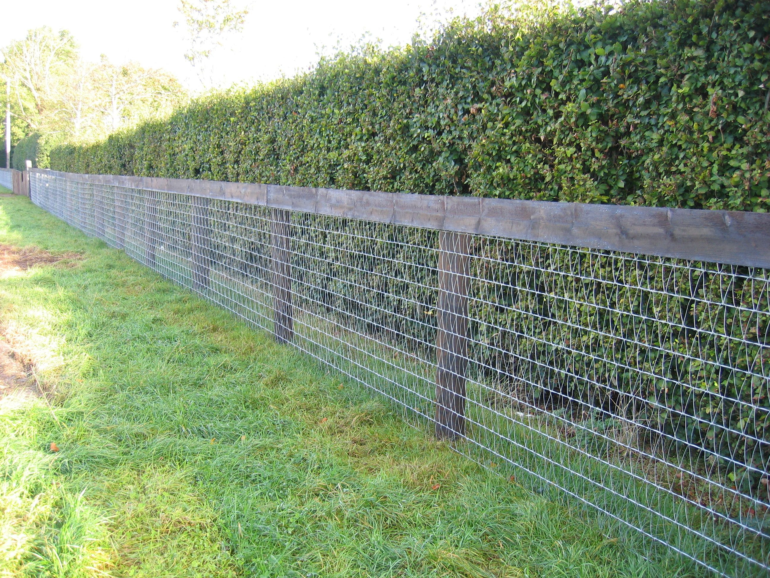 Mesh Horse Fence Would Keep Goats And Chickens In Too 3my pertaining to sizing 2592 X 1944