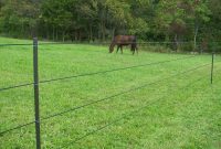 Minimizing Hazards For Horses Behind Electric Fences Pasturepro within dimensions 2128 X 2832