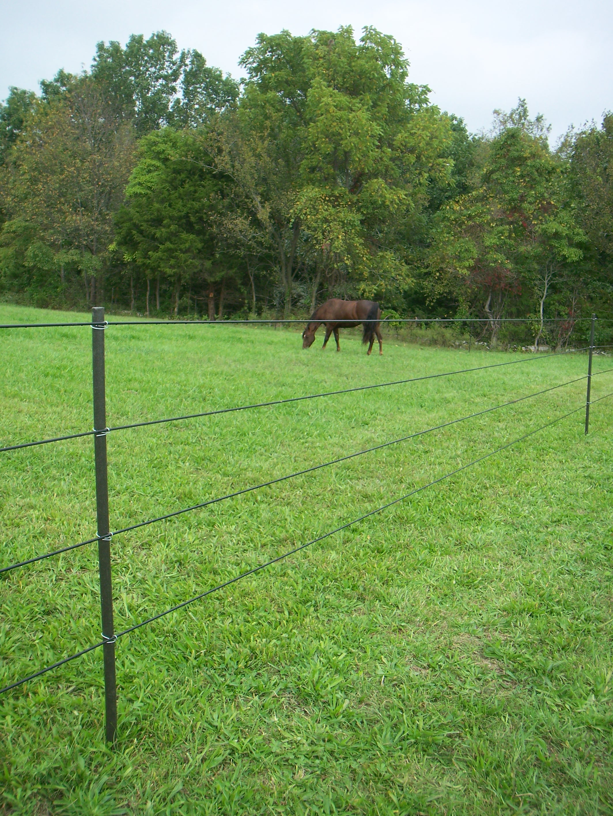 Minimizing Hazards For Horses Behind Electric Fences Pasturepro within dimensions 2128 X 2832