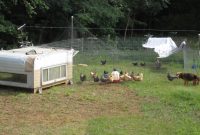 Mobile Chicken Paddock Update Kw Homestead within size 4320 X 3240