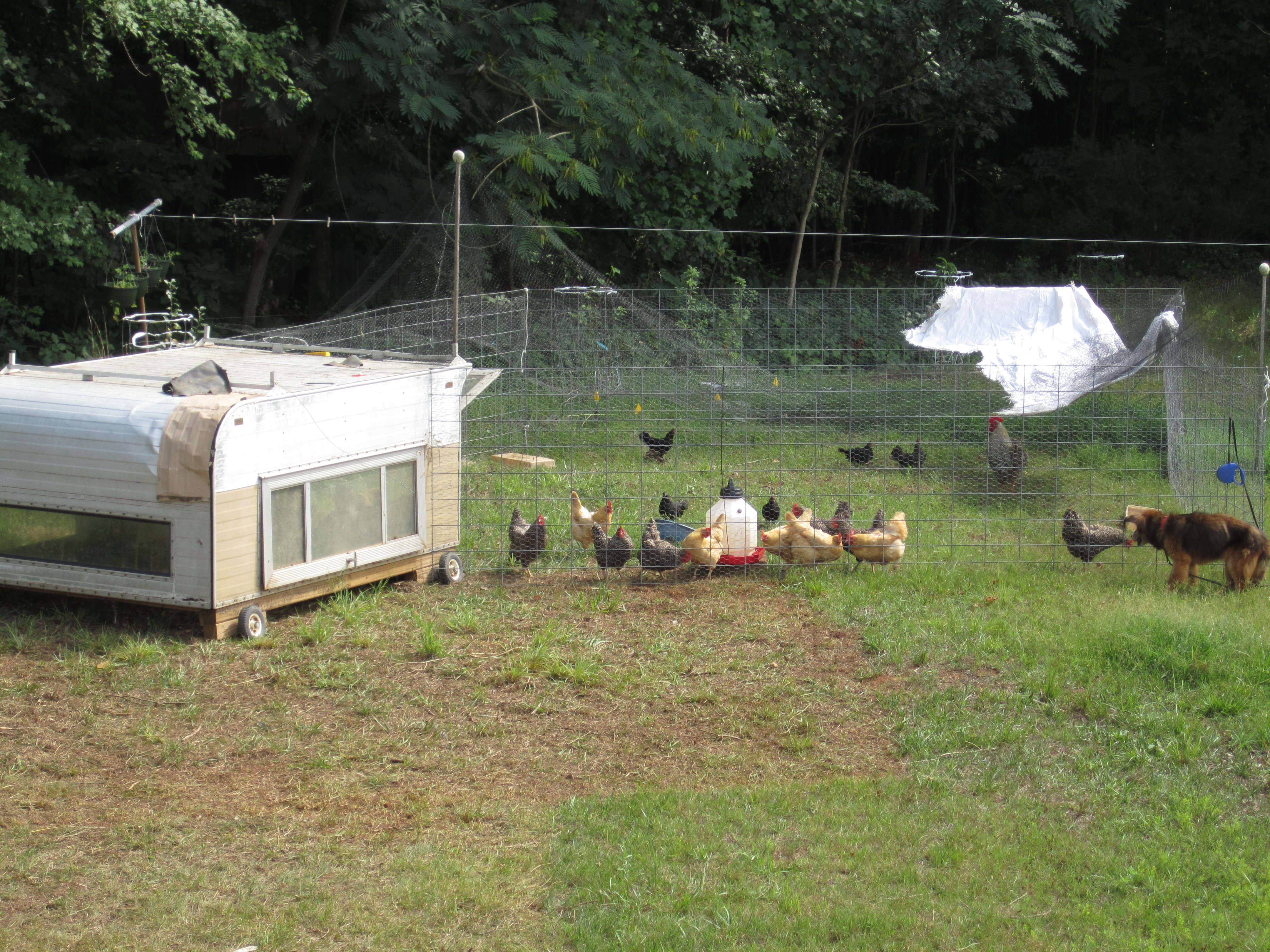 Mobile Chicken Paddock Update Kw Homestead within size 4320 X 3240