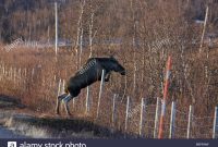 Moose Elk Alces Alces Jumping Over A Fence Sweden Lapland throughout proportions 1300 X 956