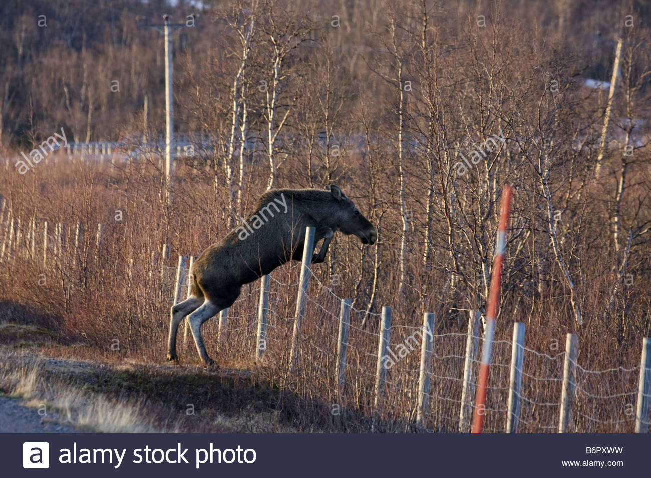 Moose Elk Alces Alces Jumping Over A Fence Sweden Lapland throughout proportions 1300 X 956