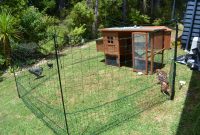 My Tiny Brood Of Backyard Chooks Chooks Hens Or Chickens in sizing 4608 X 3072