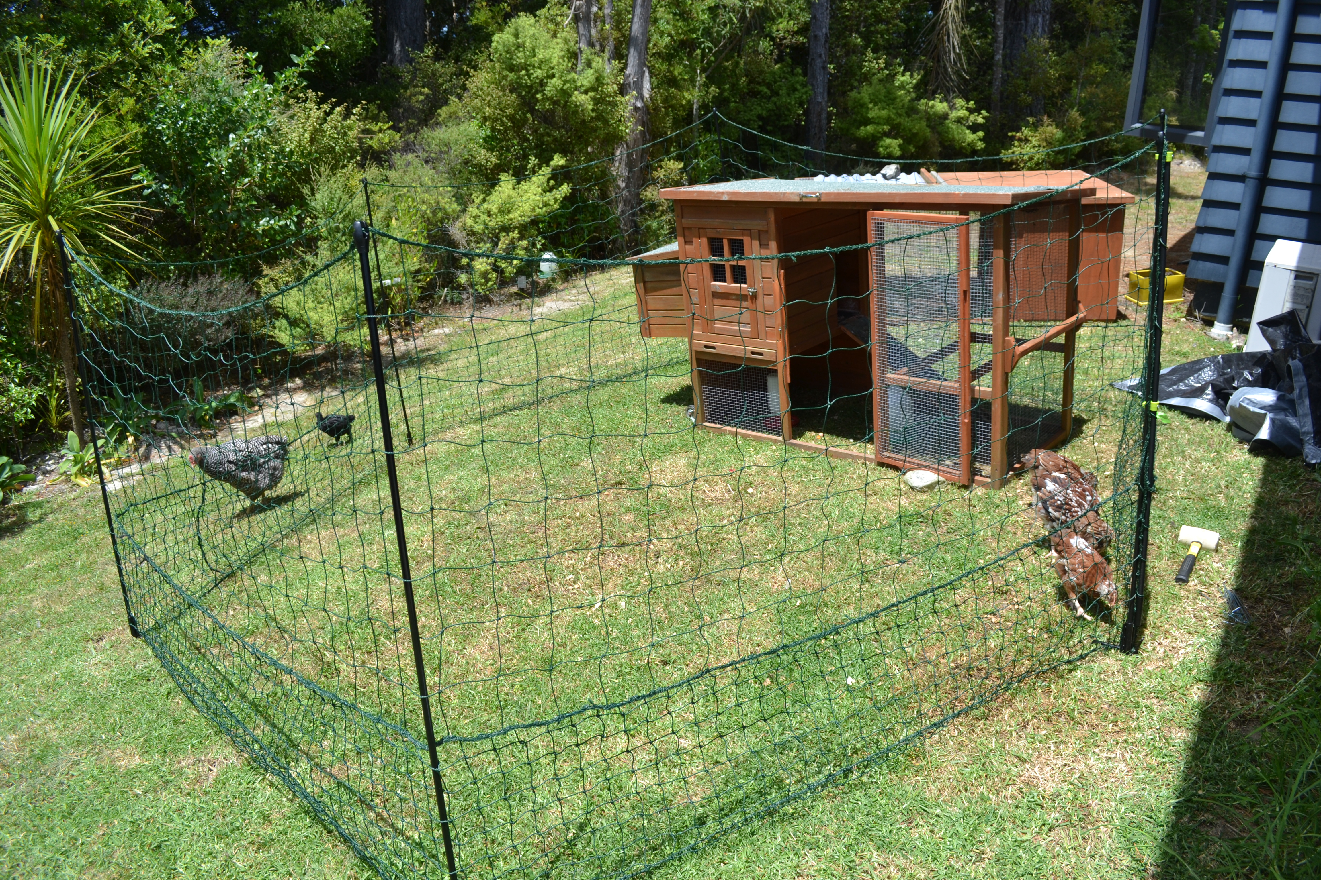 My Tiny Brood Of Backyard Chooks Chooks Hens Or Chickens in sizing 4608 X 3072