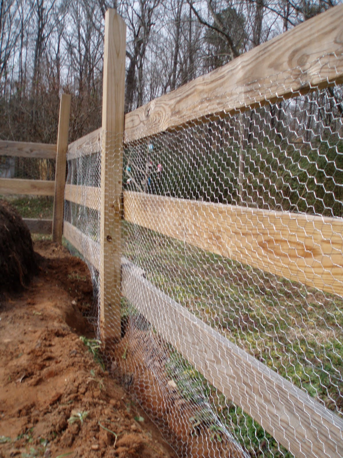 New College Farm Program Rabbit Proof Fence regarding size 1200 X 1600