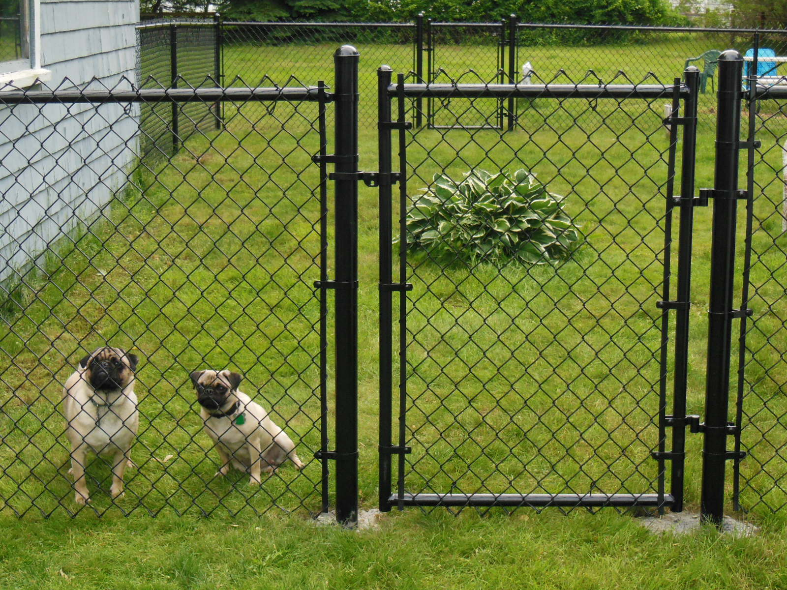 New Dog Fences For Outside Design Idea And Decorations Above pertaining to size 1600 X 1200