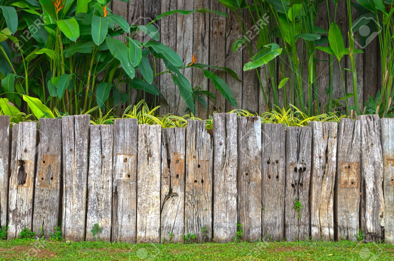 Old Wooden Fence In Garden With Plant Stock Photo Picture And inside size 1300 X 860