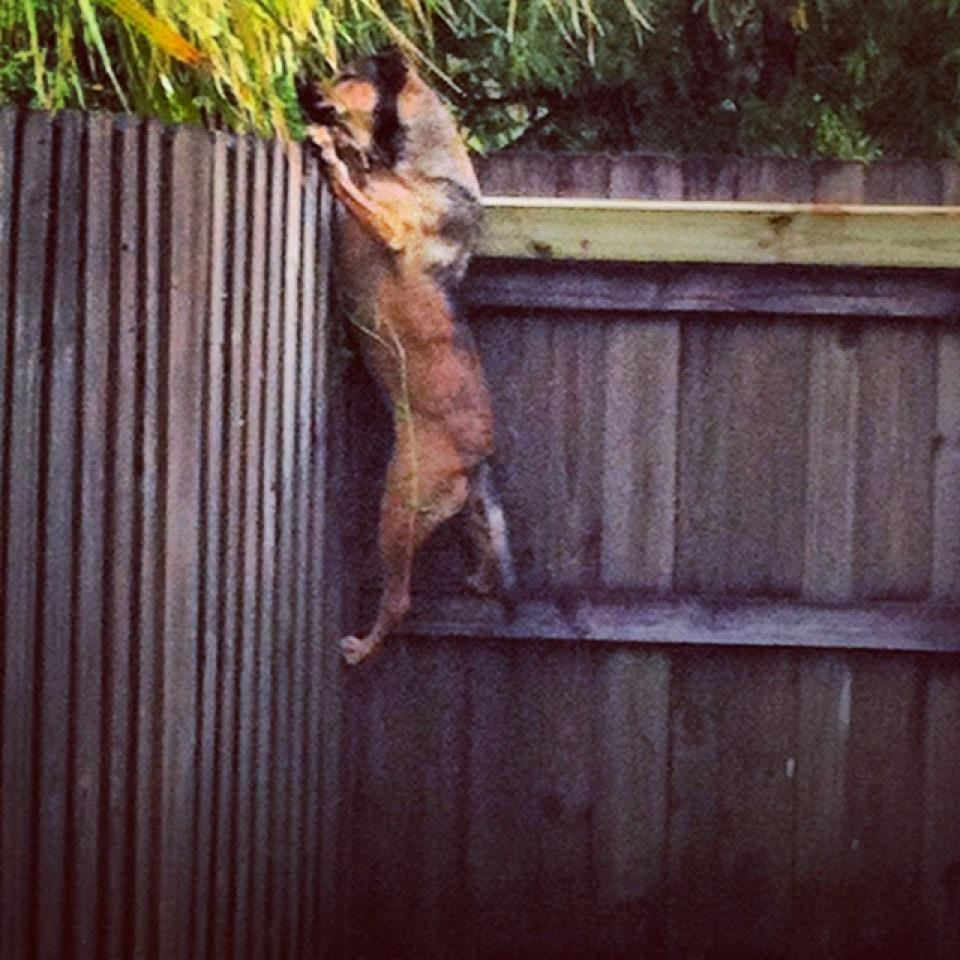 One Of My Neighbours Put Up A Five Foot Fence In His Back Garden To with sizing 960 X 960