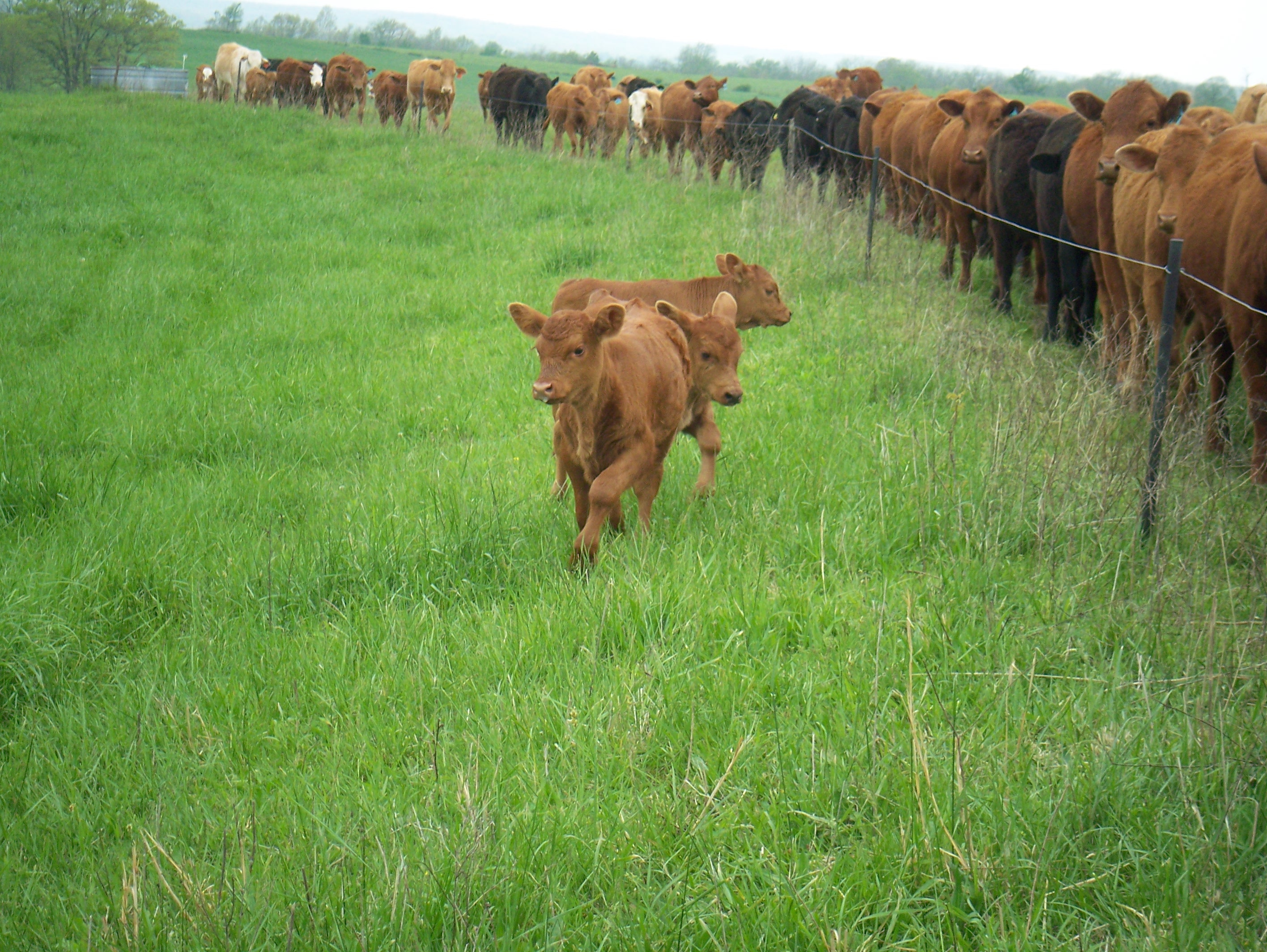 One Wire Electric Fences Pasturepro for sizing 2832 X 2128