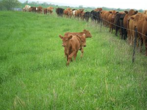 One Wire Electric Fences Pasturepro with measurements 2832 X 2128