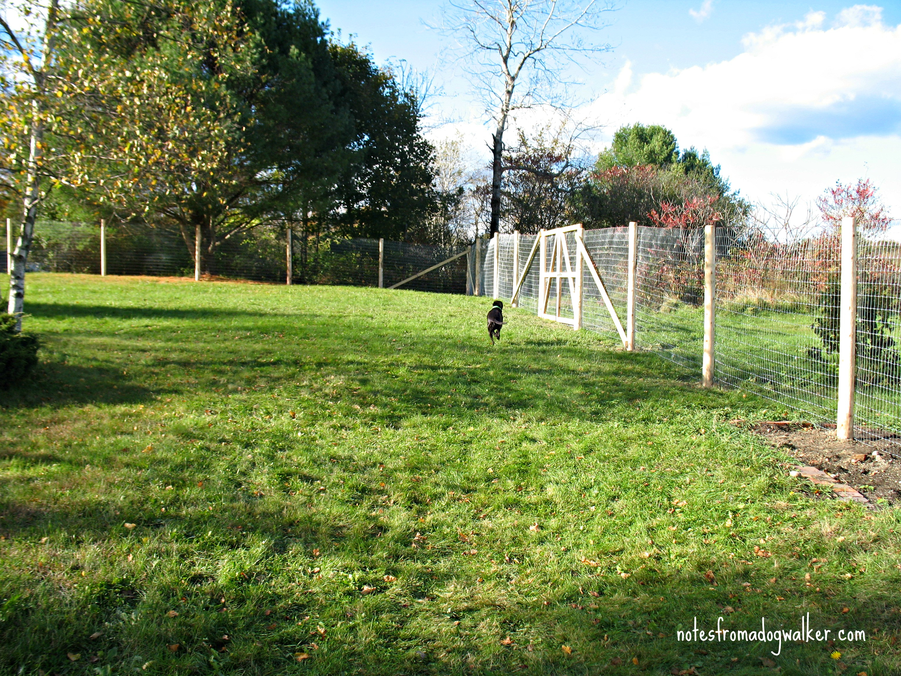 Peace In The Yard 7 Ways To Dog Proof Your Fence Notes From A Dog for proportions 3072 X 2304