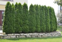 Perfectly Spaced Arborvitaes Make A Great Natural Fence Fantastic with dimensions 2979 X 1879