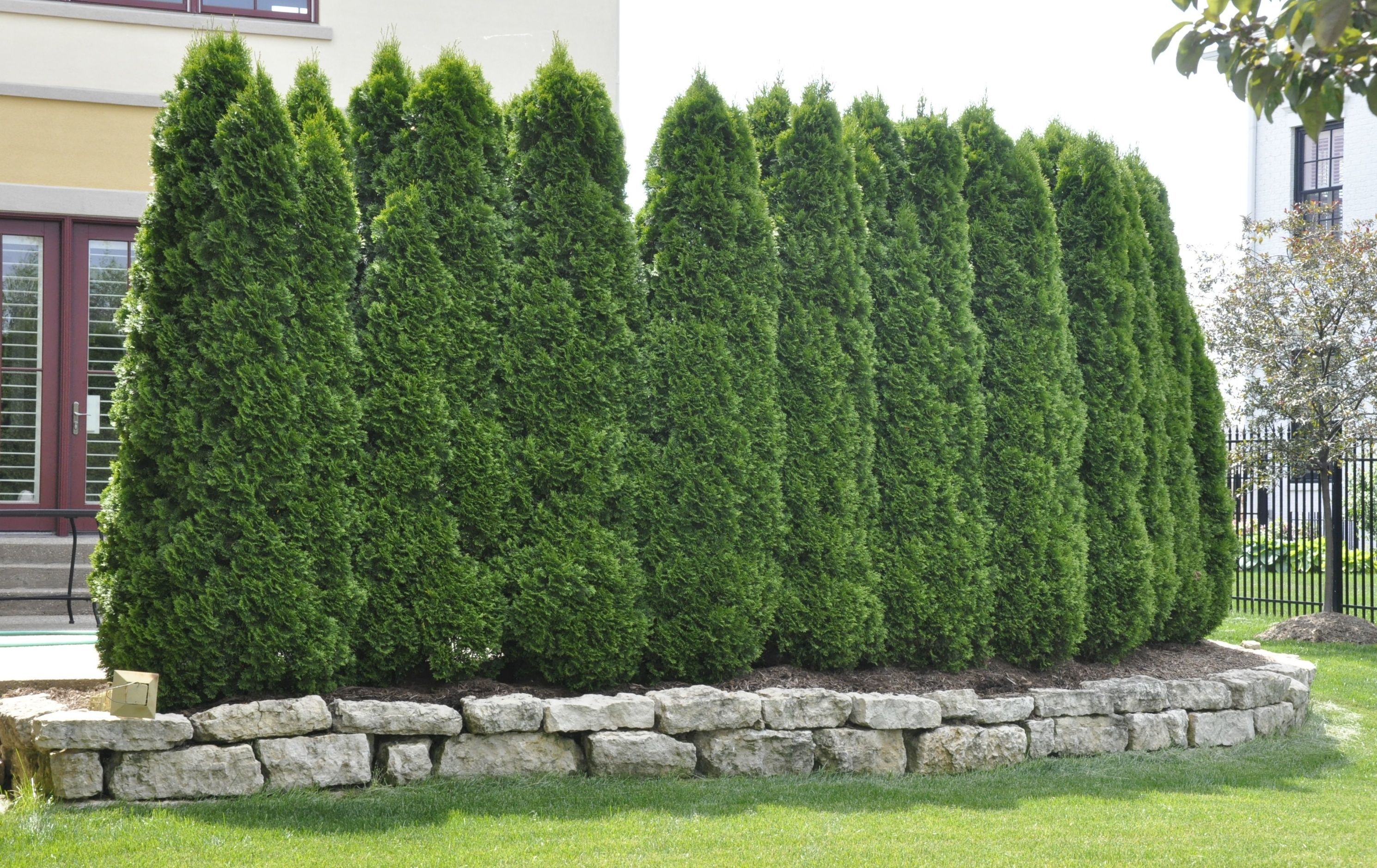 Perfectly Spaced Arborvitaes Make A Great Natural Fence Fantastic with dimensions 2979 X 1879