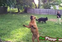 Pet Playgrounds Strong Dog Fence On Vimeo throughout sizing 1280 X 720