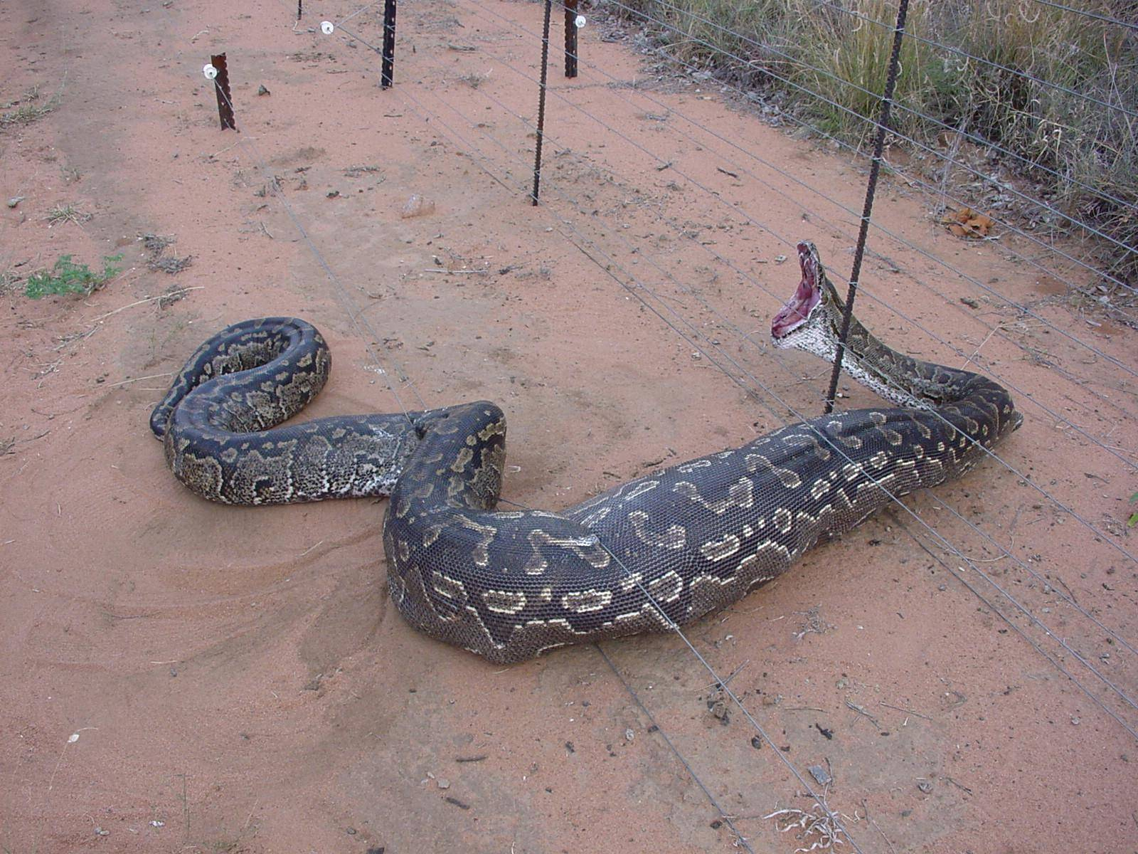 Pictures Jokes And Other Stuff Snake Meets Electric Fence within proportions 1600 X 1200