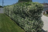 Plants To Cover A Chain Link Fence The Smarter Gardener intended for size 2592 X 1944