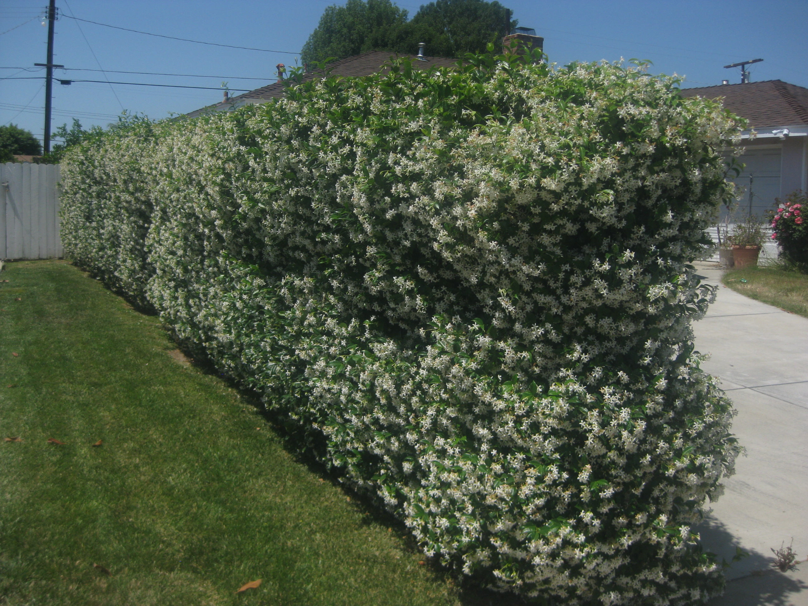 Plants To Cover A Chain Link Fence The Smarter Gardener regarding sizing 2592 X 1944