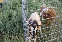 Portable Fence Panels For Goats Fences Ideas intended for size 3264 X 2448