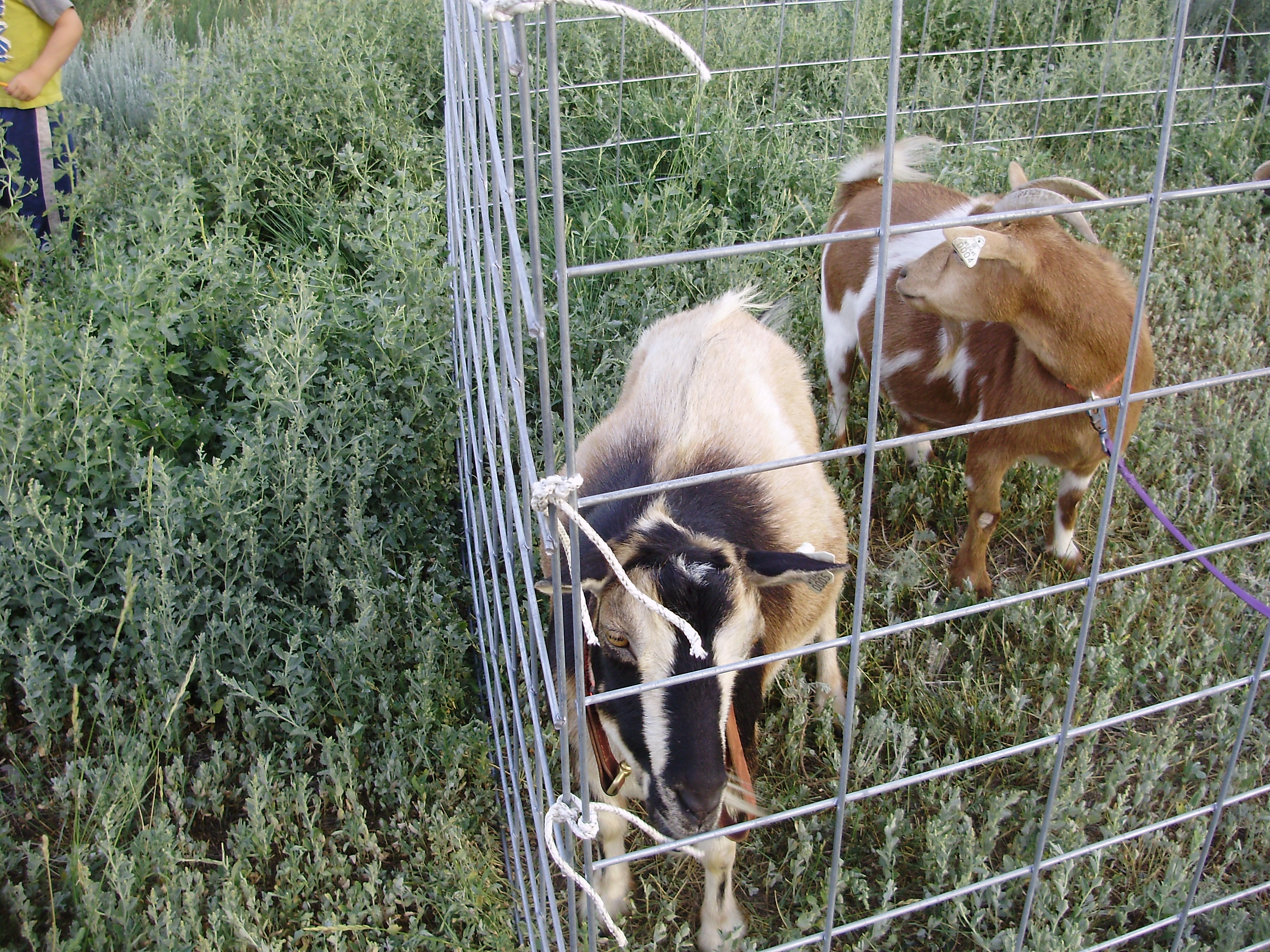 Portable Fence Panels For Goats Fences Ideas intended for size 3264 X 2448