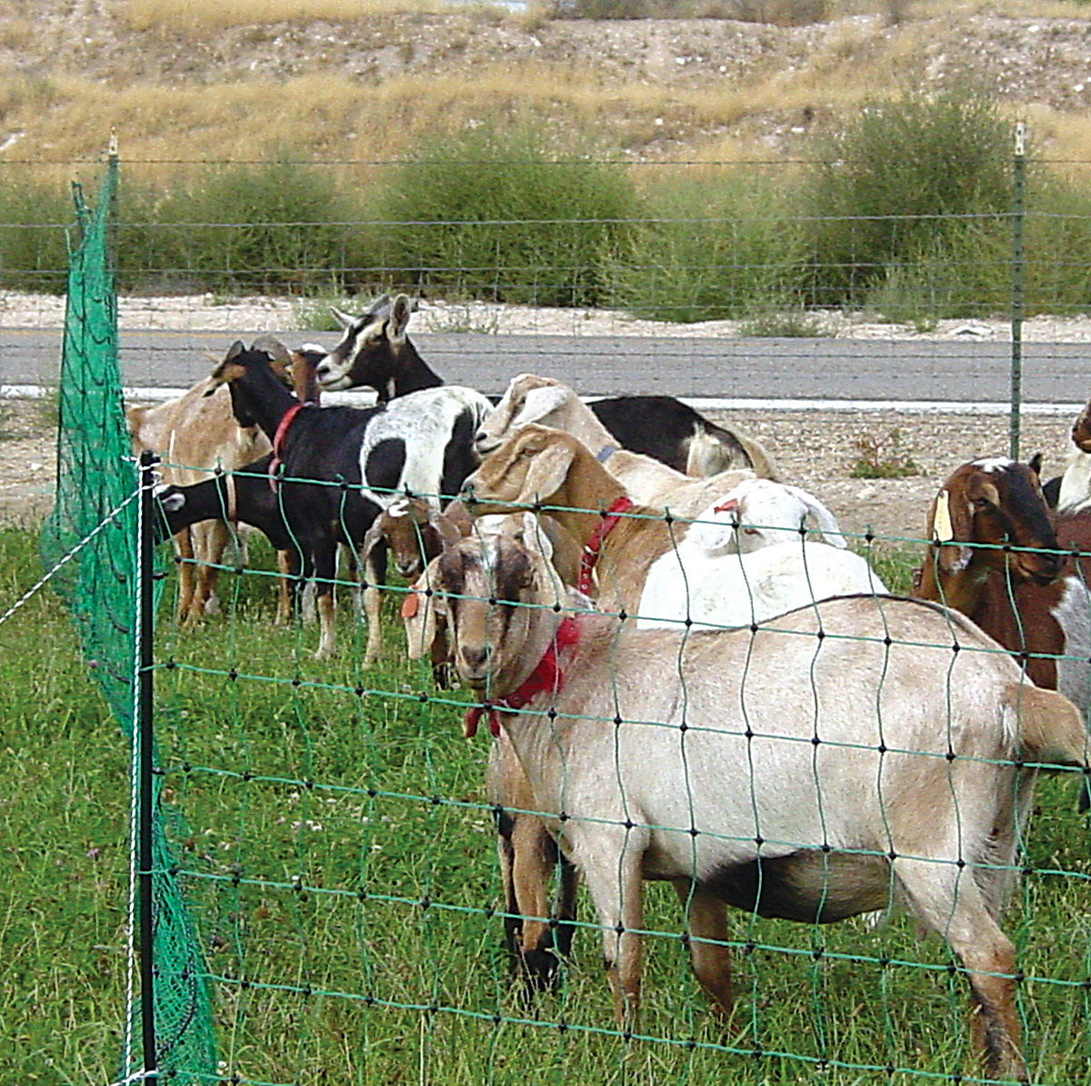 Poultry And Goat Electric Mesh Net Fence Powerfields Wire Tape throughout size 1200 X 1195