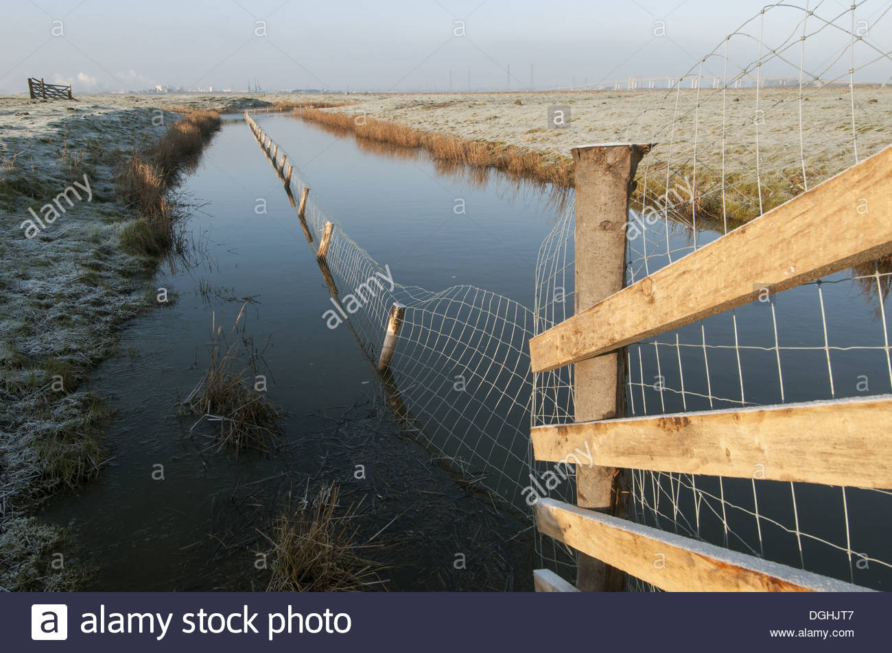 Predator Control Fence On Reserve Elmley Marshes Nnr North Kent in sizing 1300 X 953