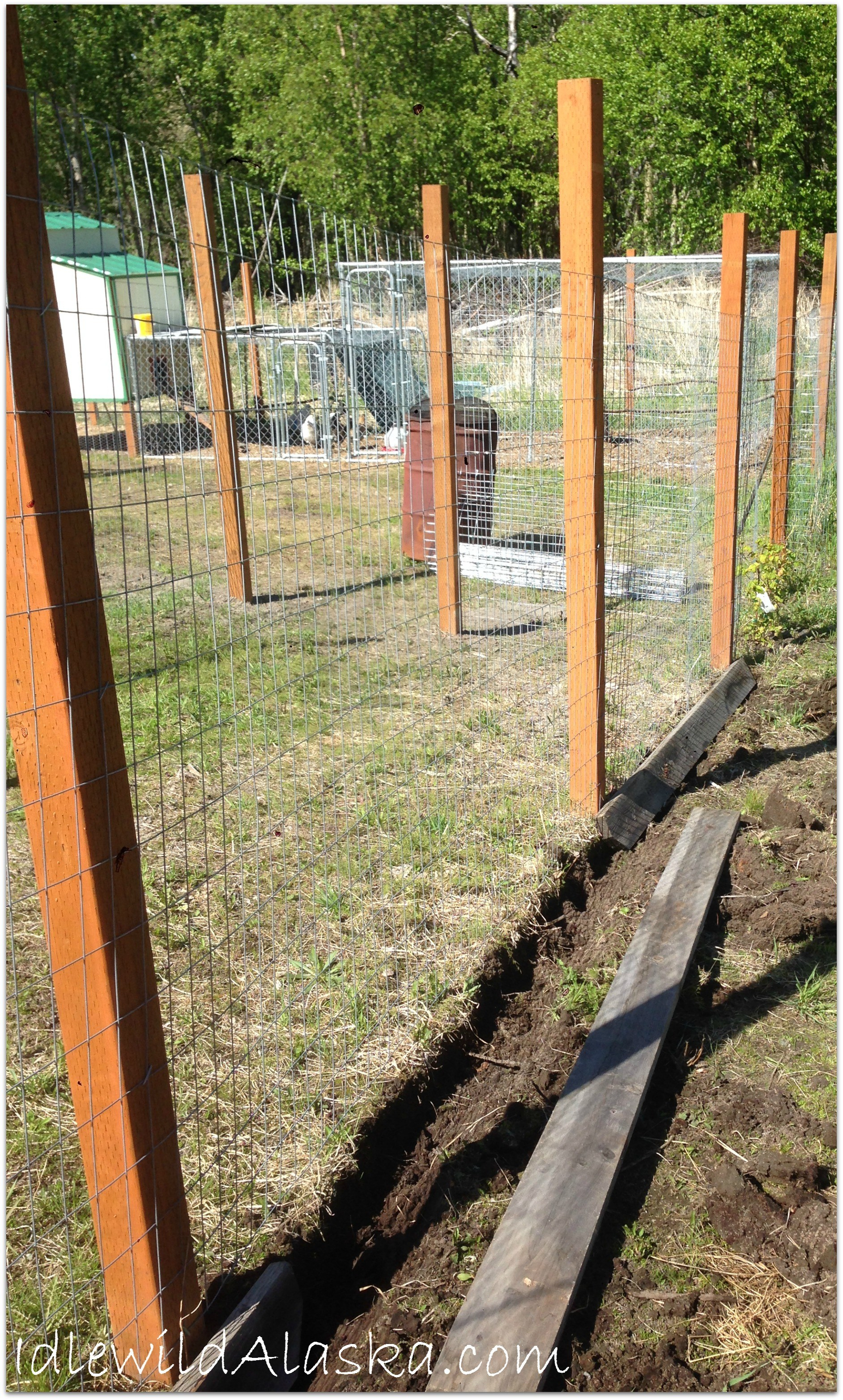 Predator Fencing For Chickens Fences Design pertaining to proportions 1884 X 3125