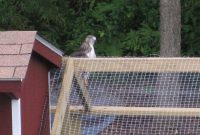 Predator Proofing Your Chicken Coop Kulisha in size 1600 X 1200