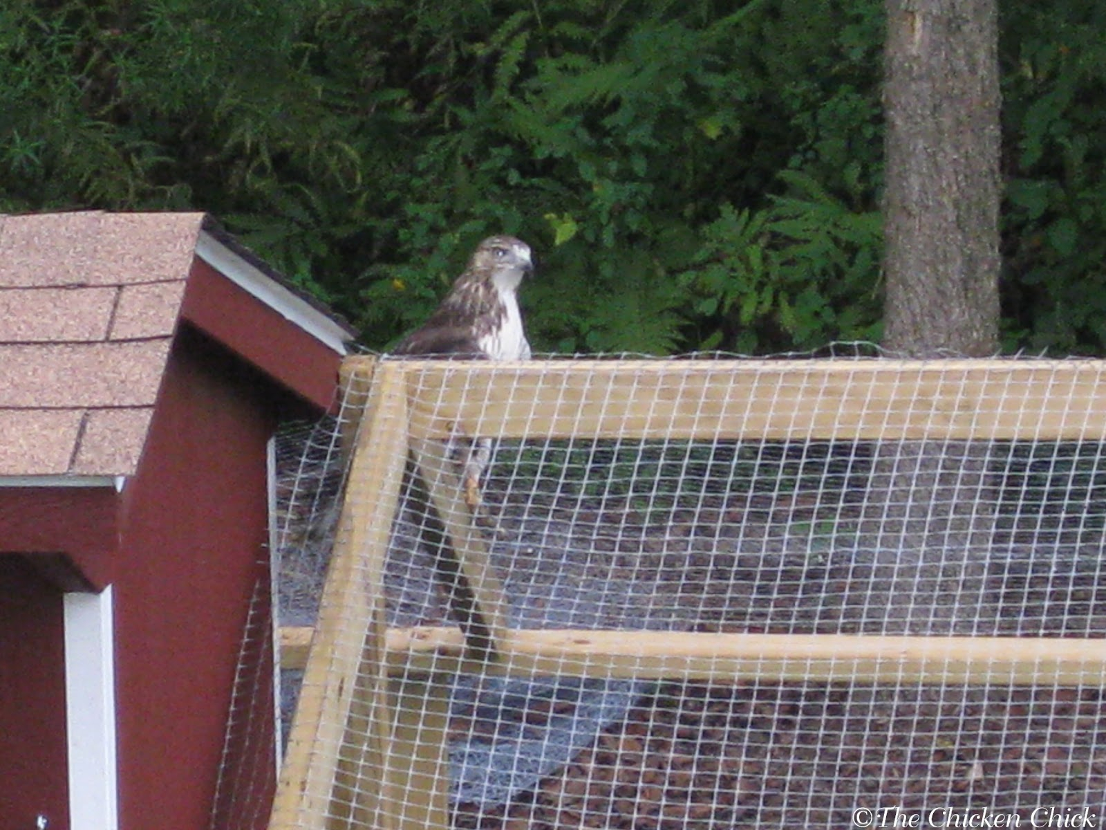 Predator Proofing Your Chicken Coop Kulisha in size 1600 X 1200