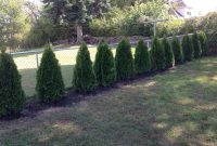 Privacy Fence Trees Image Fence Ideas Privacy Fence Trees Ideas with measurements 1632 X 1224