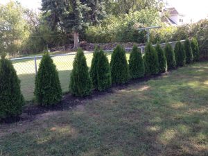 Privacy Fence Trees Image Fence Ideas Privacy Fence Trees Ideas with measurements 1632 X 1224