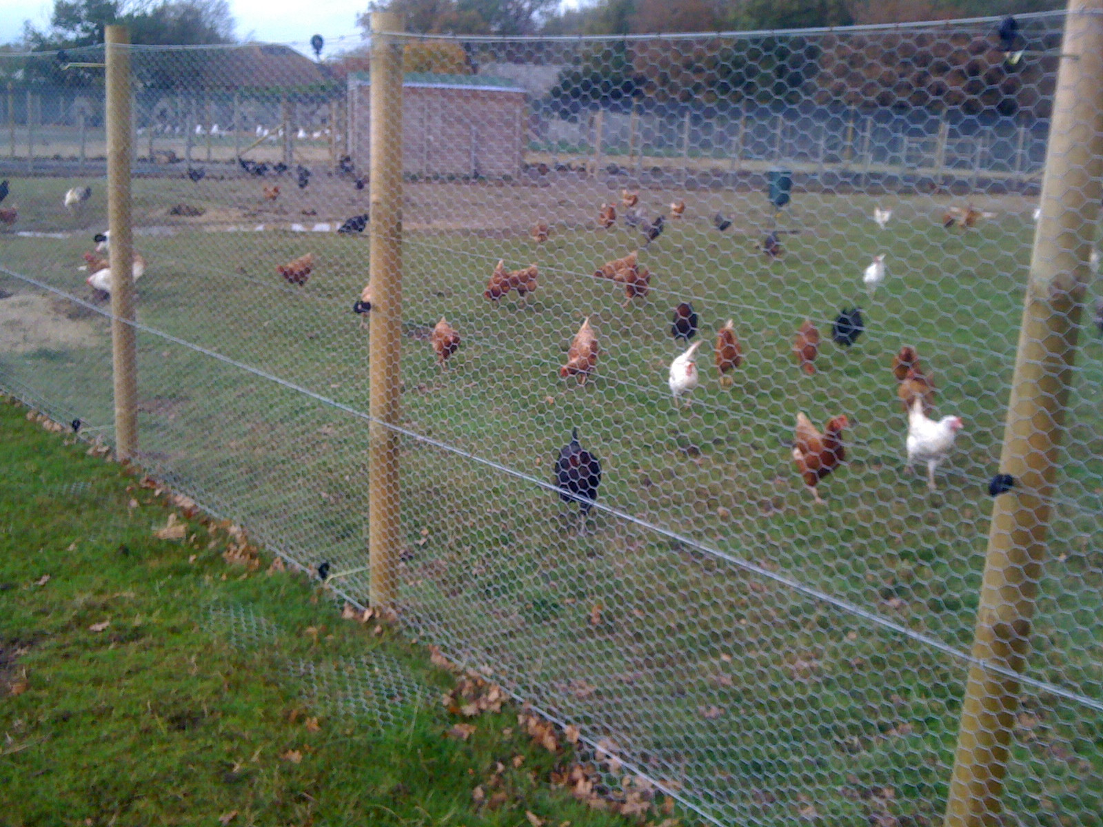 Rabbit Proof Fencing Linden Services intended for size 1600 X 1200