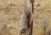 Ranching Custom And Culture The Wildlife News intended for size 1011 X 1386