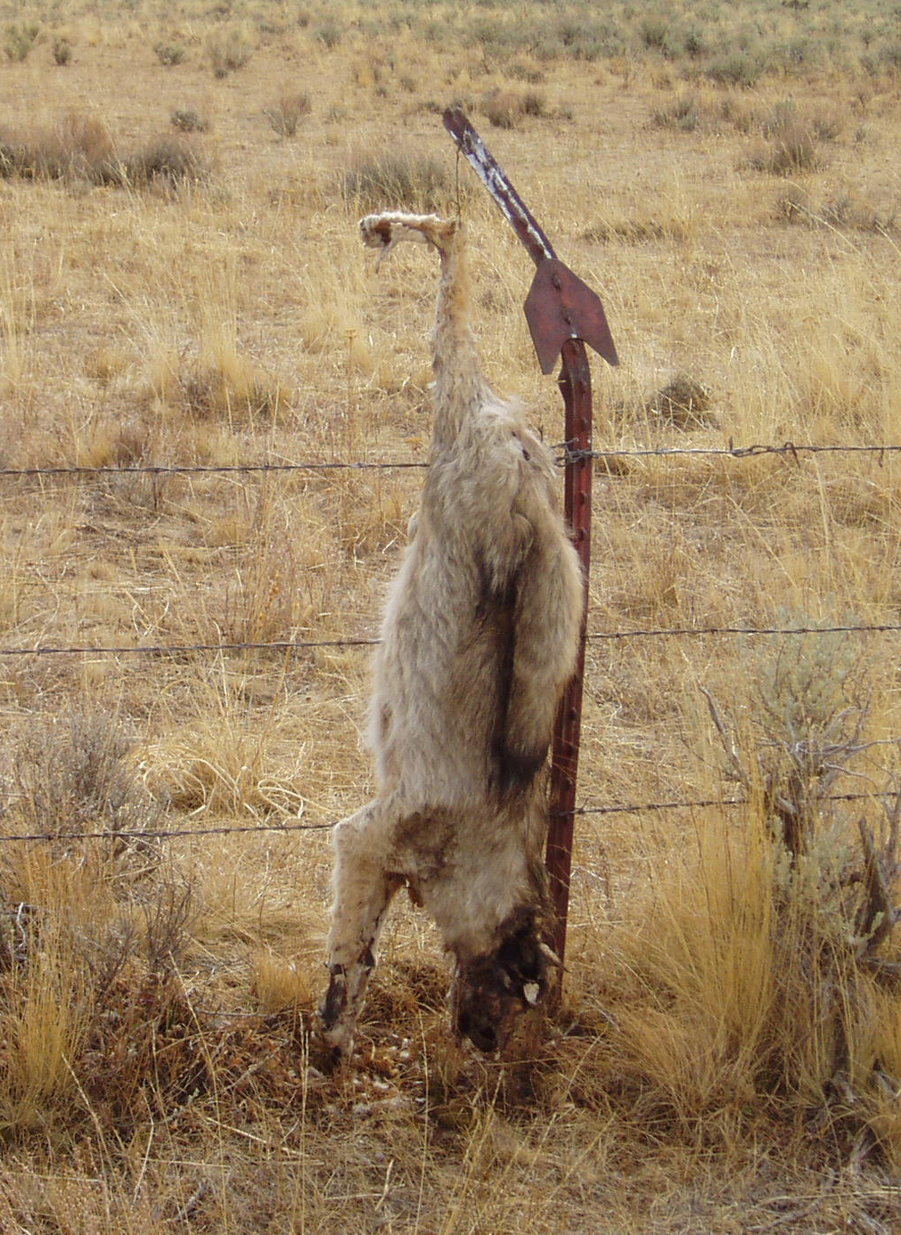 Ranching Custom And Culture The Wildlife News intended for size 1011 X 1386