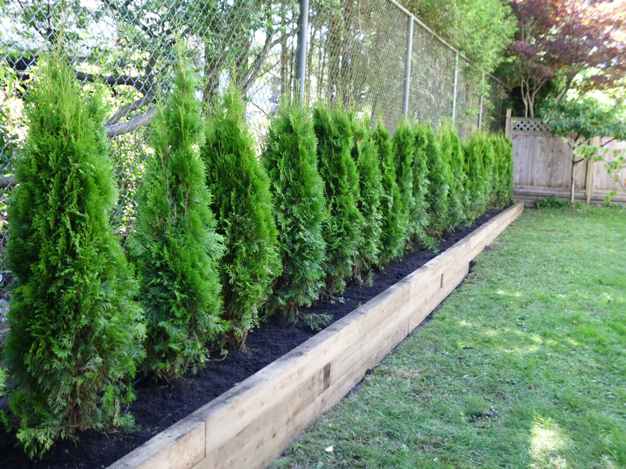 Really Love The Raised Bed Idea To Create A Privacy Fence Using intended for size 2000 X 1500