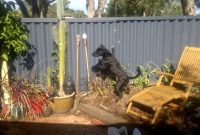 Reducing Dog Barking And Jumping At Fence Lines Dog Charming intended for measurements 1280 X 720